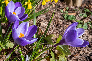 purple crocus flowers