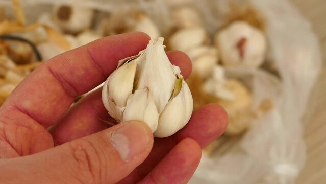 a bunch of dried garlic in a person's hand - lots of dried garlic heads.