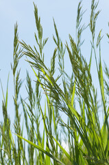 blades of grass with seed plumes on a fair-weather day