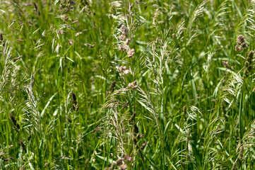 blades of grass with seed plumes on a fair-weather day