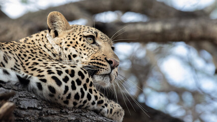 close up of a leopard