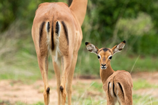 Impala In Continent