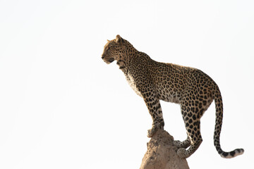 leopard on a tree