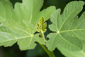 fig leaves on a dark background
