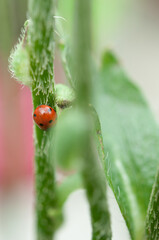 ladybug on a leaf (or stem of a poppy flower)