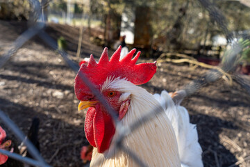 Mühlheim a.d. Donau 