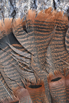 The richly colored tail feathers of a turkey gobbler 