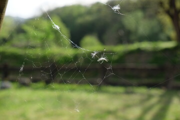 spider web in the morning
