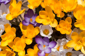 mostly yellow with a few crocus flowers viewed from above
