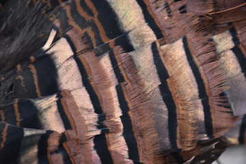 The iridescent feathers of a turkey gobbler 