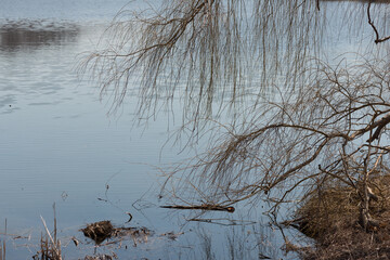 Obraz na płótnie Canvas willow branches and pond