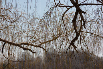 willow branches on a blue sky