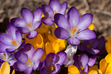 purple crocus flowers