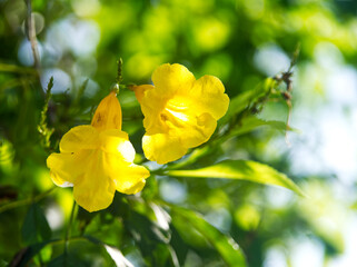 Beautiful blooming yellow flowers among the green leaves