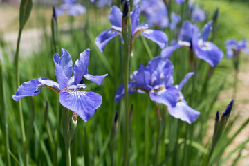 blue (violet) irises in the garden