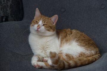 Fototapeta na wymiar ginger cat sitting on the armchair