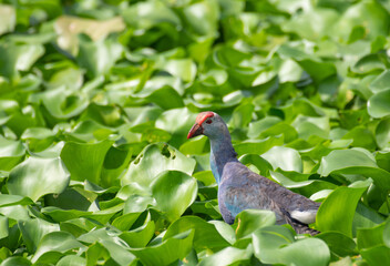 Purple swamphen floating on the pond
