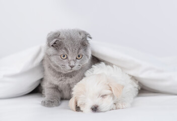 Tiny white Maltese puppy and fold kitten lying together under warm blanket on a bed at home and looking at camera