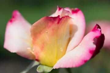 close up a flower with rain drops