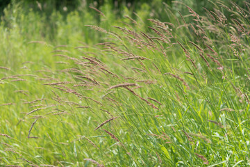 green grass background