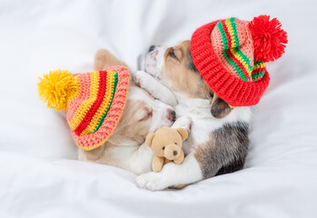 Two Beagle puppies wearing warm winter hats sleep under warm blanket on a bed at home with favorite...