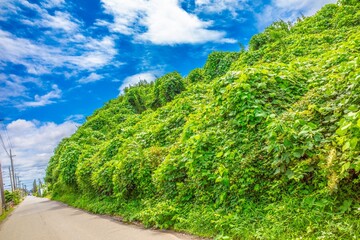 沢山の緑に囲まれた公園の美しい景色