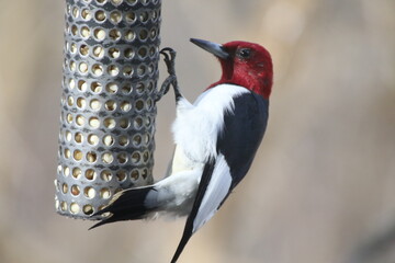 Red Headed Woodpecker at bird feeder