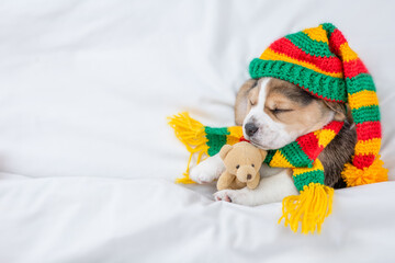 Fototapeta na wymiar Cozy Beagle puppy wearing warm hat and scarf sleeps under warm blanket on a bed at home and hugs favorite toy bear. Top down view. Empty space for text