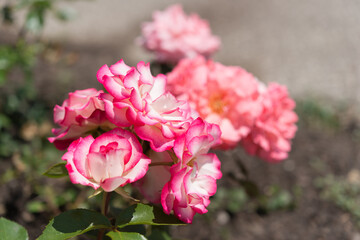 variegated pink roses on a neutral stone/soil background