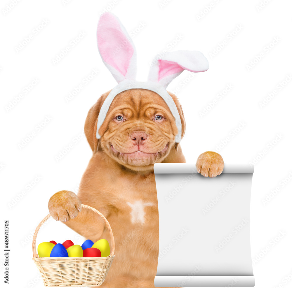 Poster Smiling puppy wearing easter rabbits ears holds basket of painted eggs and empty list. Isolated on white background