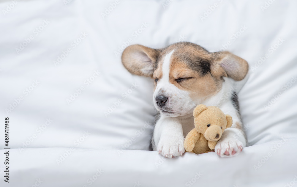 Aufkleber cozy beagle puppy sleeps under warm blanket on a bed at home and hugs favorite toy bear. top down vi