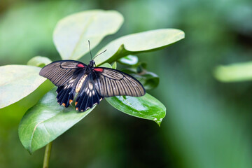 Southeast Asian Great Mormon butterfly (Papilio memnon) with open wings is sitting on a green leaf
