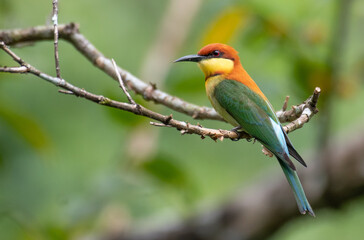 Chestnut-headed bee-eater perching