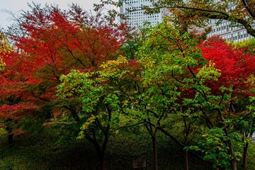沢山の緑に囲まれた公園の美しい景色