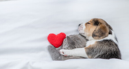 Beagle puppy hugs tiny kitten Pet sleep with red heart  under a white blanket on a bed at home. Top...
