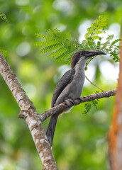 Fototapeta premium Sri Lanka grey hornbill in the jungle