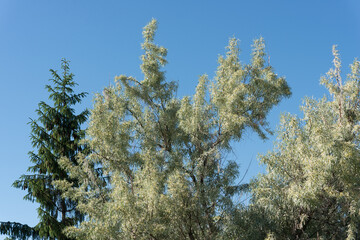 pine and Elaeagnus angustifolia (silver berry) on a blue sky
