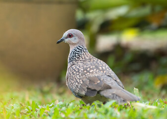 Spotted dove closeup