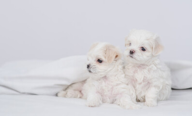 Two cute white Maltese puppies sit under white warm blanket on a bed at home and look away on empty space