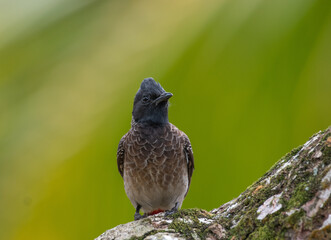 Red-vented bulbul closeup