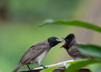 Red-vented bulbul feeding the chick