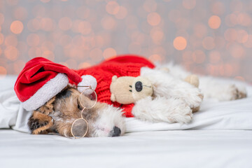 Wire-haired Fox terrier puppy wearing warm sweater and red santa hat sleeps with toy bear