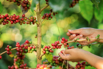 farmer Hands harvest coffee bean ripe Red berries plant fresh seed coffee tree growth in organic farm at Chiang Rai Thailand