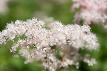 pink-white Astilbe blossoms close up