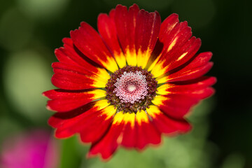 red and yellow flower