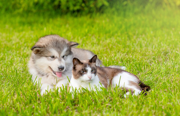 Fototapeta premium Portrait of a malamute puppy and siamese kitten lying together on green summer grass