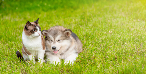 Alaskan  malamute puppy and siamese kitten sit together on green summer grass. Empty space for text