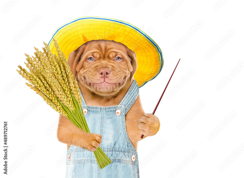 Poster Smiling puppy farmer holds a bunch of wheat points away on empty space. Isolated on white background