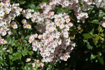 bouquet of small pink flowers on a branch