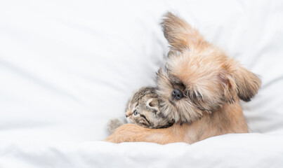 Friendly Brussels Griffon puppy embraces tiny tabby fold kitten under white warm blanket on a bed at home. Top down view. Empty space for text